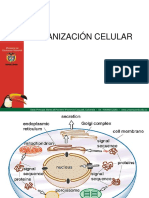 Presentacion Trans Celular