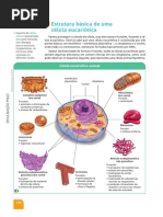 Estrutura Básica de Uma Célula Animal
