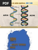 Acidos Nucleicos