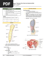 Muscles of The Chest and Abdominal Wall: AY 2019-2020 Dr. Paredes 8/29/19