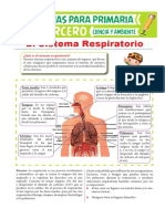 Partes Del Sistema Respiratorio para Tercero de Primaria PDF