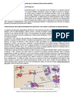 Activación Del B y Producción de Anticuerpos