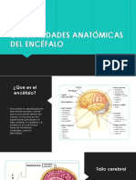 Generalidades Anatómicas Del Encéfalo