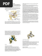 Human Anatomy & Physiology of Hip Joint