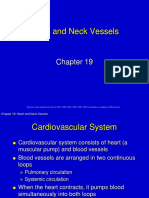 Heart and Neck Vessels