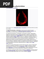 Pluricelular