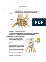 Anatomía de La Muñeca