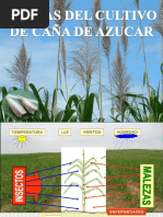 3 - Clase Ent. Aplic. - Plagas de Caña de Azucar