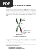 Estructura Anatómica de Los Cromosomas