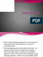 Dna Repair