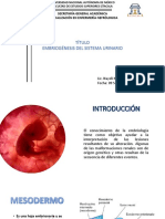 Embriología Renal