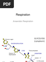 Anaerobic Respiration