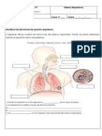 Sistema Respiratorio