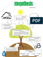 Photosynthesis Flowchart