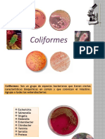 Coliformes