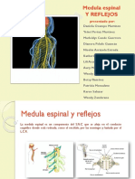 Medula y Reflejos