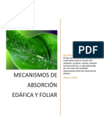 Mecanismos de Absorción Nutricional Vía Radicular y Foliar