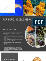 Poríferos e Celenterados