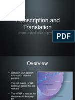 Transcription and Translation: From DNA To RNA To Protein