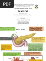 Pancreas