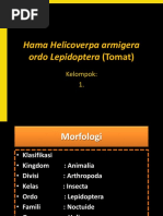 Hama Helicoverpa Armigera Ordo Lepidoptera (Tomat)