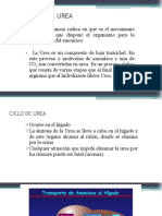 Ciclo de Urea