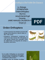 Orden Orthoptera