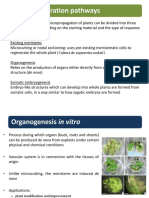 Plant Regeneration Pathways: ( Cultura de Segmentos Nodais')