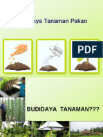 Budidaya Tanaman Pakan Ok