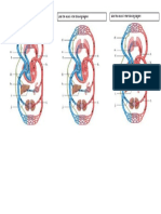 Activity Circulatory