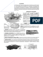Guia Celula y Organelos Celulares
