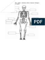 Guia Sistema Locomotor