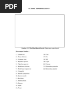 Format Hasil Anatomi II