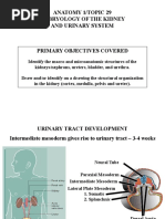 Anatomy 1/topic 29 Embryology of The Kidney and Urinary System