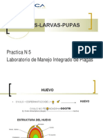 Tipos de Larvas y Pupas