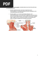 Musculos 1