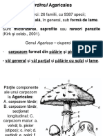 Curs 11 Ciuperci-1