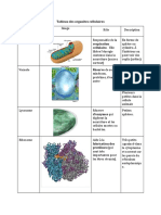 Tableau Des Organites Cellulaires