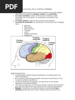 Organizacion Sistema Nervioso