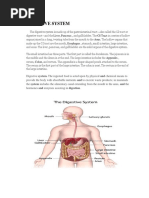 Digestive System: Liver Pancreas GI Tract Anus Esophagus