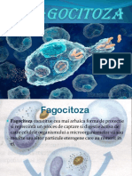 Fagocitoza