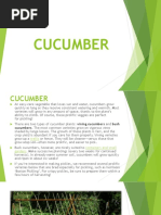 Cucumber