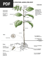 Plant Biology-Final Submission