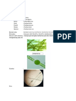 Klasifikasi Protista 1,2,3,10,11,12