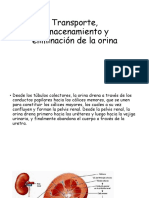 Transporte, Almacenamiento y Eliminación de La Orina