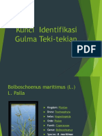 Kunci Identifikasi Gulma Teki-Tekian 2