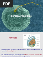 Espermatogénesis