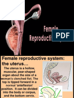 Female Reproductive System 2