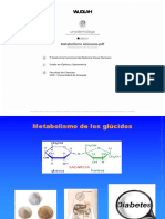 Metabolismo Azúcares