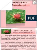 Arachnida (Tungau Merah) Fix